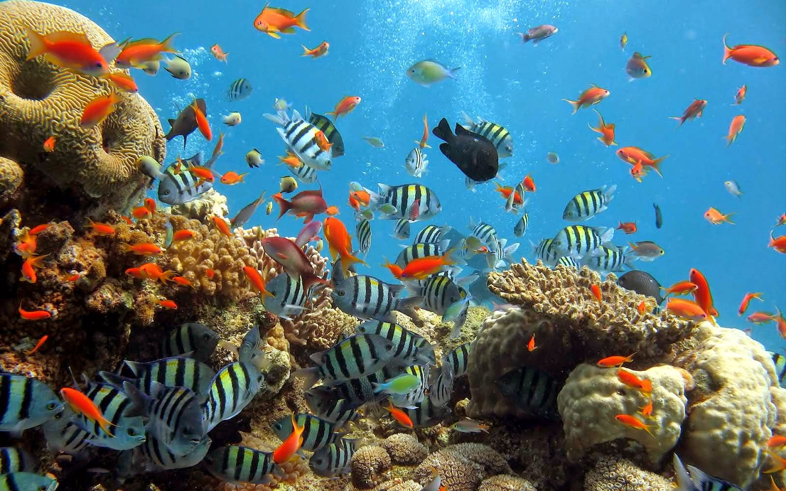 SFIDN FITS | Blog | 5 Taman Laut di Indonesia yang Indah dan Menakjubkan